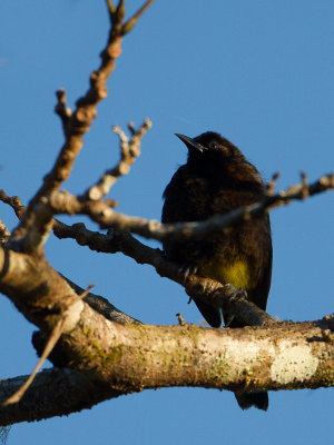 Black-cowled Oriole / Zwartborsttroepiaal / Icterus prosthemelas