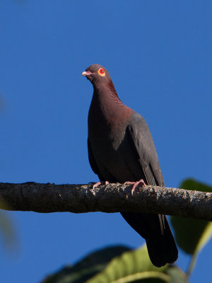 Scaly-naped Pigeon / Roodhalsduif / Patagioenas squamosa