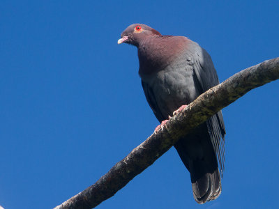 Scaly-naped Pigeon / Roodhalsduif / Patagioenas squamosa