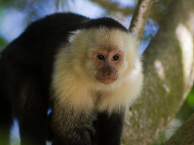 White-headed Capuchin / witschouderkapucijnaap / Cebus capucinus