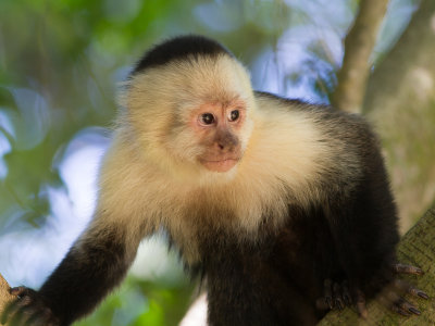 White-headed Capuchin / witschouderkapucijnaap / Cebus capucinus