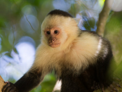 White-headed Capuchin / witschouderkapucijnaap / Cebus capucinus