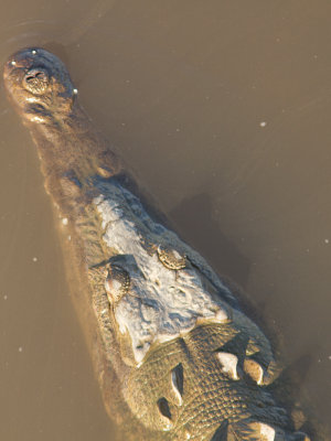American crocodile / Spitssnuitkrokodil / Crocodylus acutus