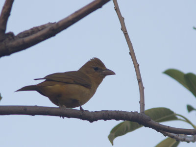 Summer Tanager /  Zomertangare / Piranga rubra