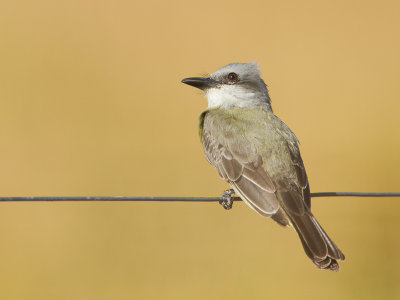 Passerines / Zangvogels