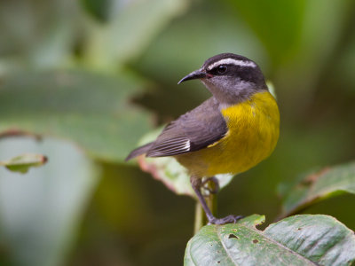 Bananaquit / Suikerdiefje / Coereba flaveola
