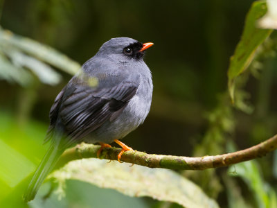 Black-faced Solitaire / Zwartmaskersolitaire / Myadestes melanops