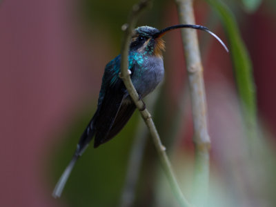 Green Hermit / Groene Heremietkolibrie / Phaethornis guy