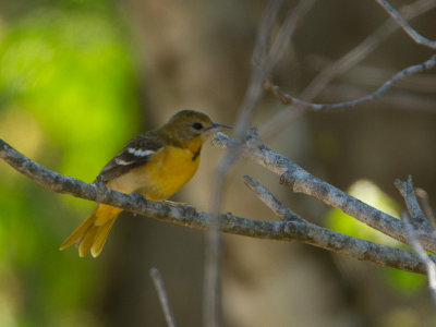 Baltimore Oriole / Baltimore-troepiaal / Icterus galbula