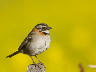 Rufous-collared Sparrow / Roodkraaggors / Zonotrichia capensis