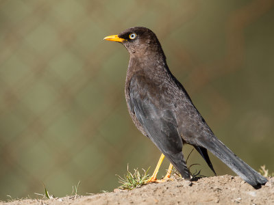 Sooty Thrush / Roetlijster / Turdus nigrescens