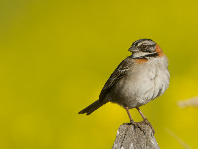 Rufous-collared Sparrow / Roodkraaggors / Zonotrichia capensis
