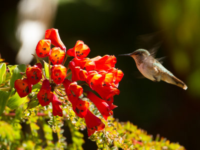 Vulcano Hummingbird / Vulkaankolibrie / Selasphorus flammula