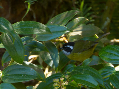 Sooty-capped Bush-tanager / Witbrauwtangare / Chlorospingus pileatus
