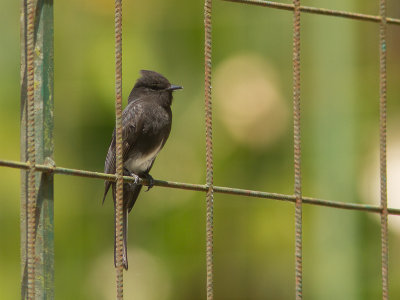 Black Phoebe / Zwarte Phoebe / Sayornis nigricans