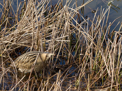 Roerdomp / Great Bittern / Botaurus stellaris
