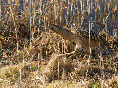 Roerdomp / Great Bittern / Botaurus stellaris