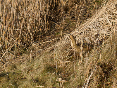 Roerdomp / Great Bittern / Botaurus stellaris