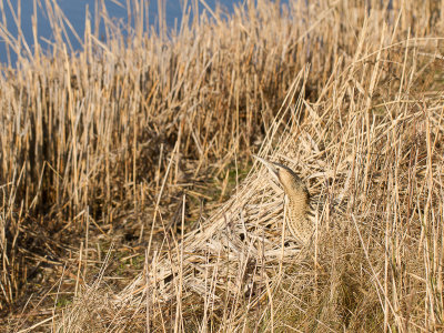 Roerdomp / Great Bittern / Botaurus stellaris