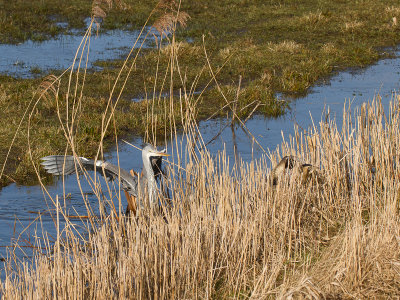 Roerdomp / Great Bittern / Botaurus stellaris