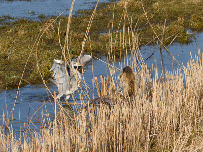 Roerdomp / Great Bittern / Botaurus stellaris