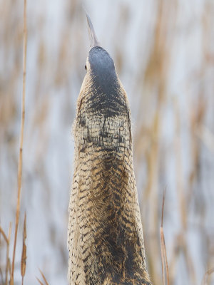 Roerdomp / Great Bittern / Botaurus stellaris