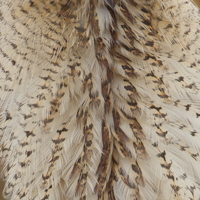 Roerdomp / Great Bittern / Botaurus stellaris