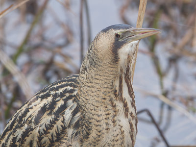 Roerdomp / Great Bittern / Botaurus stellaris