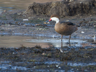 Bahama Pijlstaart / White-cheeked Pintail / Anas bahamensis