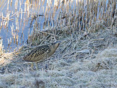 Roerdomp / Great Bittern / Botaurus stellaris