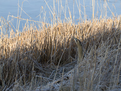 Roerdomp / Great Bittern / Botaurus stellaris
