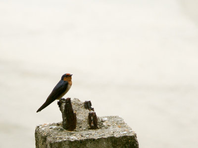 Pacific Swallow / Zuidzee-zwaluw / Hirundo tahitica