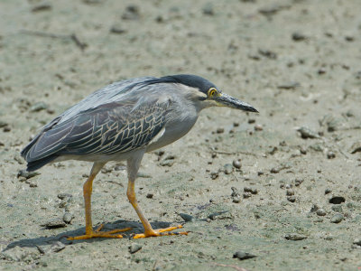 Little heron / Mangrove Reiger / Butorides atricapilla