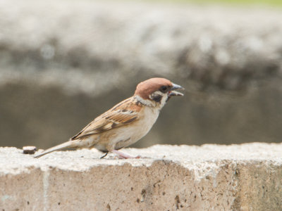 Eurasian Tree Sparrow / Ringmus / Passer montanus