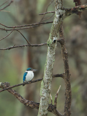 Collared Kingfisher / Witkraagijsvogel / Toridamphus chloris