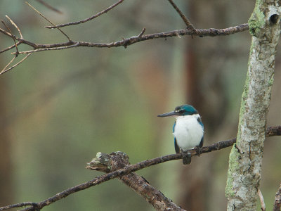 Collared Kingfisher / Witkraagijsvogel / Toridamphus chloris