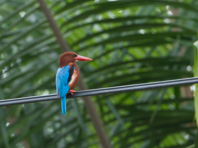 White-throated Kingfisher / Smyrnaijsvogel / Halcyon smyrnensis perpulchra