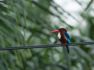 White-throated Kingfisher / Smyrnaijsvogel / Halcyon smyrnensis perpulchra