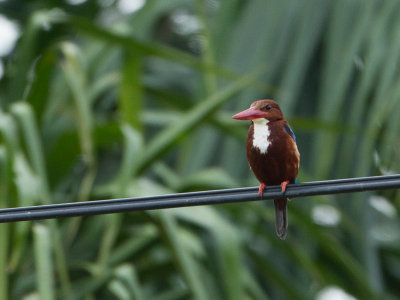 White-throated Kingfisher / Smyrnaijsvogel / Halcyon smyrnensis perpulchra