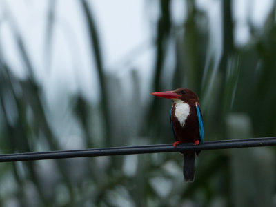 White-throated Kingfisher / Smyrnaijsvogel / Halcyon smyrnensis perpulchra
