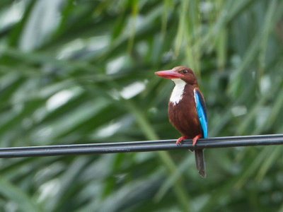 White-throated Kingfisher / Smyrnaijsvogel / Halcyon smyrnensis perpulchra