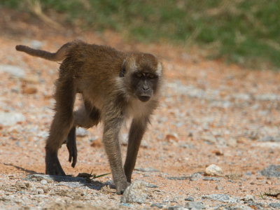 Crab-eating macaque / Java-aap / Macaca fascicularis