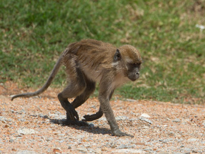 Crab-eating macaque / Java-aap / Macaca fascicularis