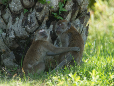 Crab-eating macaque / Java-aap / Macaca fascicularis