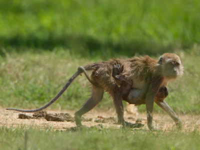 Crab-eating macaque / Java-aap / Macaca fascicularis