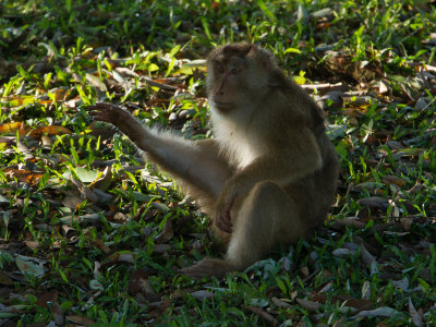 Pig-tailed Macaque / Lampongaap / Macaca nemestrina