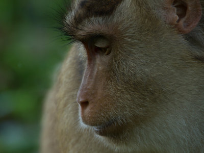 Pig-tailed Macaque / Lampongaap / Macaca nemestrina
