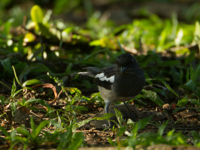 Oriental Magpie-Robin / Dayallijster / Copsychus saularis