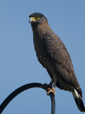 Crested Serpent-eagle / Indische Slangenarend / Spilornis cheela