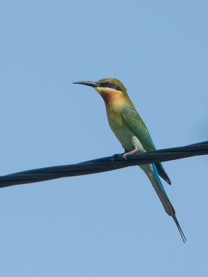 Blue-tailed Bee-eater / Blauwstaartbijeneter / Merops philippinus